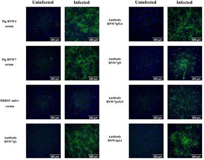 Frontiers | isolation of porcine reproductive and respiratory syndrome
